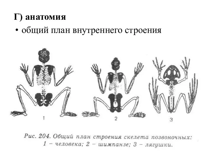 Г) анатомия общий план внутреннего строения