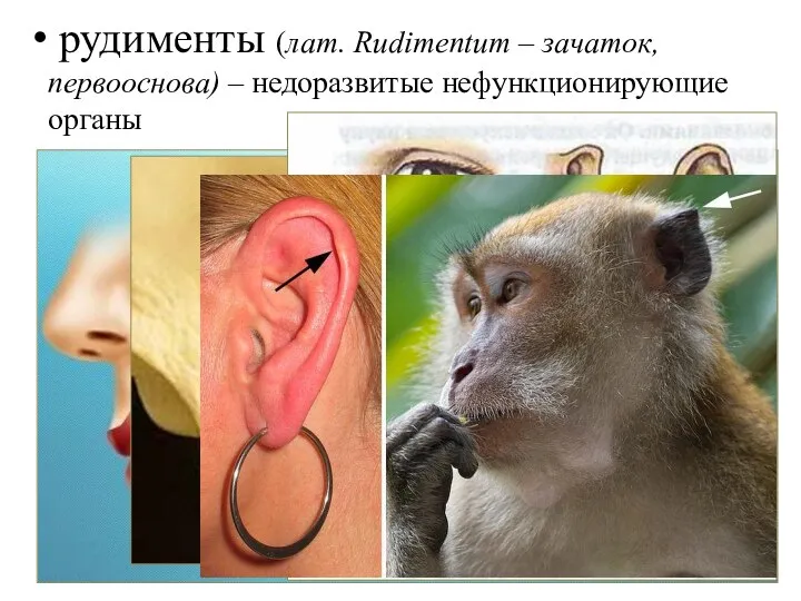 рудименты (лат. Rudimentum – зачаток, первооснова) – недоразвитые нефункционирующие органы