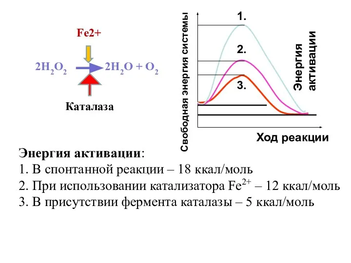 2Н2О2 2Н2О + О2 Каталаза Энергия активации: 1. В спонтанной реакции