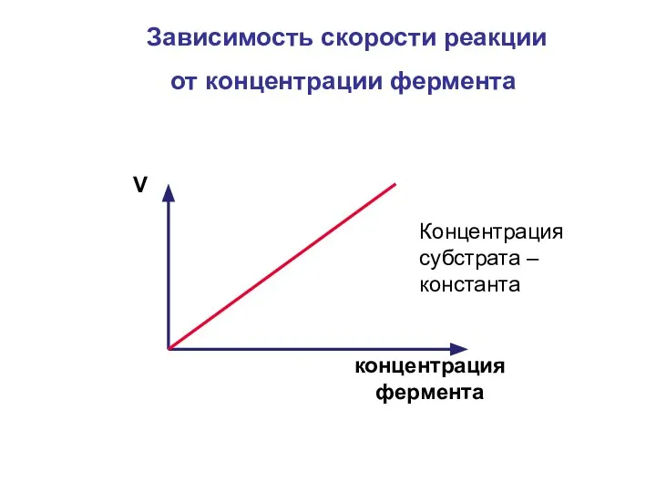 Зависимость скорости реакции от концентрации фермента концентрация фермента V Концентрация субстрата – константа