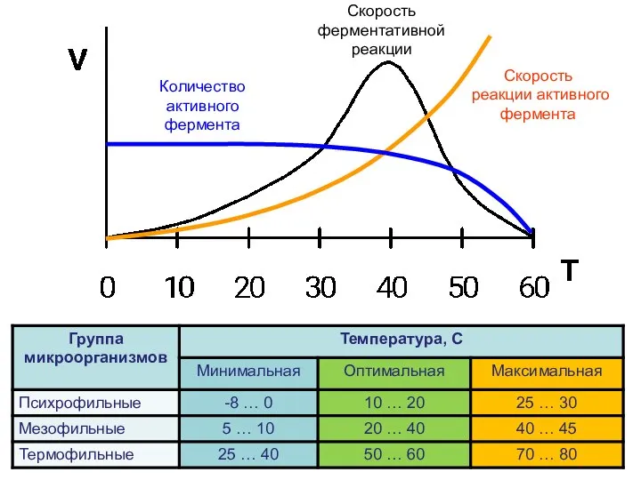 Количество активного фермента Скорость ферментативной реакции Скорость реакции активного фермента