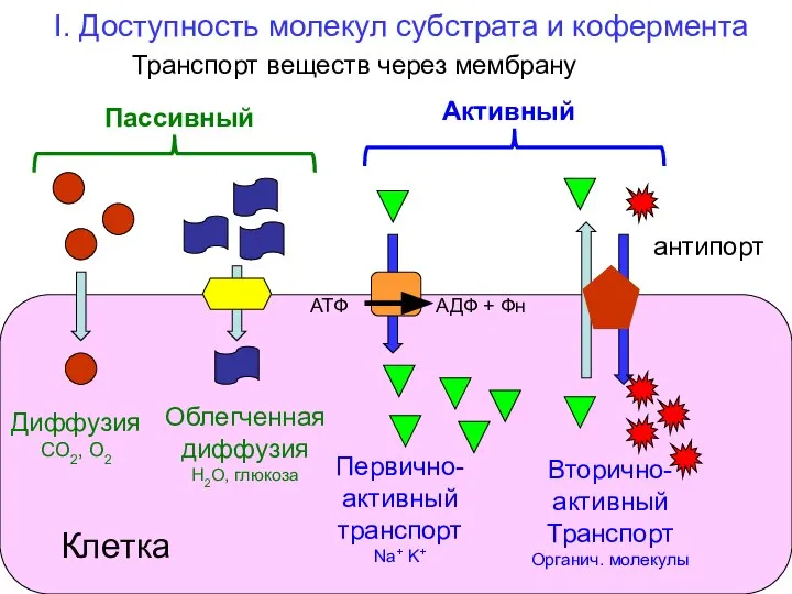 I. Доступность молекул субстрата и кофермента Транспорт веществ через мембрану Диффузия