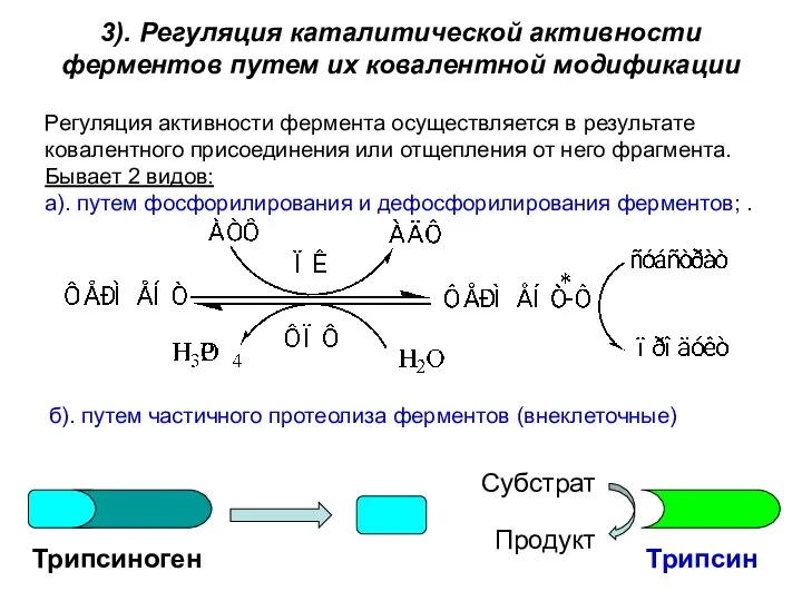 3). Регуляция каталитической активности ферментов путем их ковалентной модификации Регуляция активности