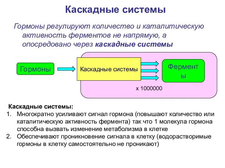 Гормоны регулируют количество и каталитическую активность ферментов не напрямую, а опосредовано