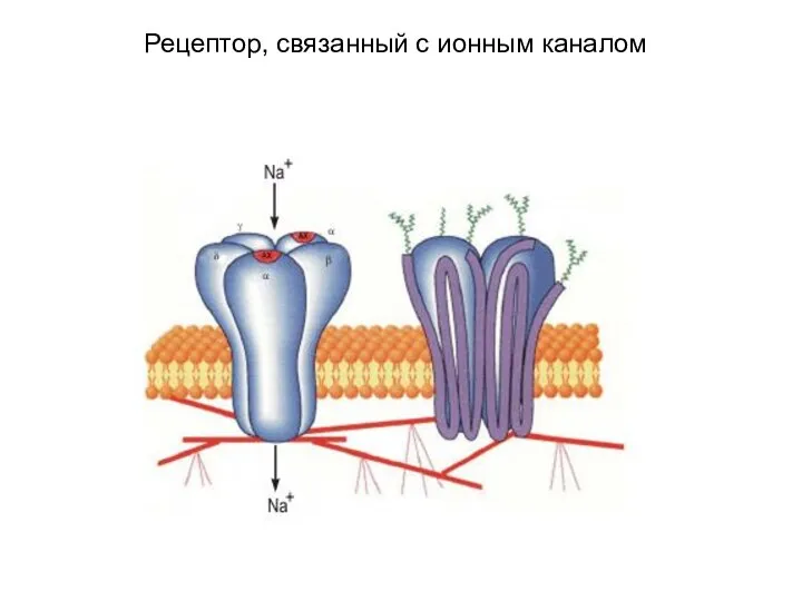 Рецептор, связанный с ионным каналом