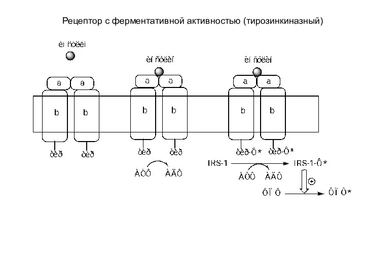 Рецептор с ферментативной активностью (тирозинкиназный)