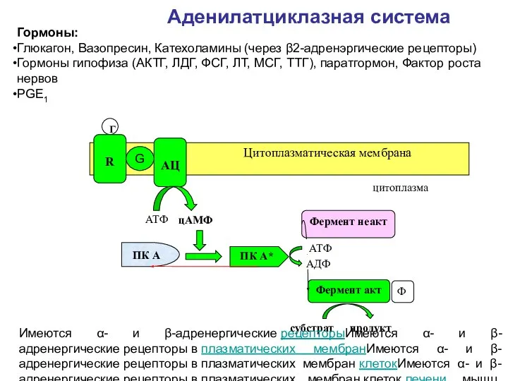 Аденилатциклазная система ПК А Фермент неакт Фермент акт АТФ АДФ Ф