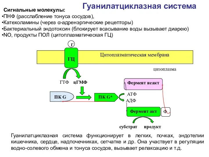 Гуанилатциклазная система Сигнальные молекулы: ПНФ (расслабление тонуса сосудов), Катехоламины (через α-адренэргические