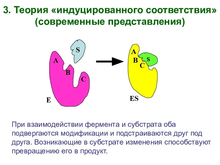 При взаимодействии фермента и субстрата оба подвергаются модификации и подстраиваются друг