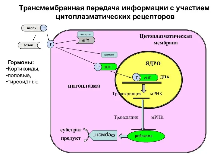 Г белок белок Транскрипция мРНК ДНК Трансляция мРНК ЯДРО Цитоплазматическая мембрана