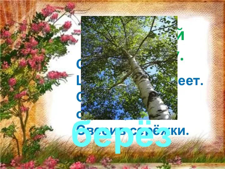 Отгадай загадку. Ствол белеет, Шапочка зеленеет. Стоит в белой одёжке, Свесив серёжки. берёза