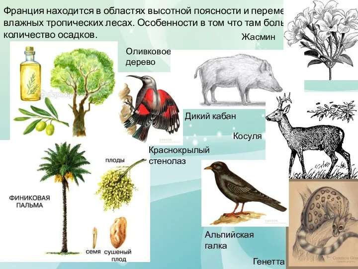 Франция находится в областях высотной поясности и переменно-влажных тропических лесах. Особенности