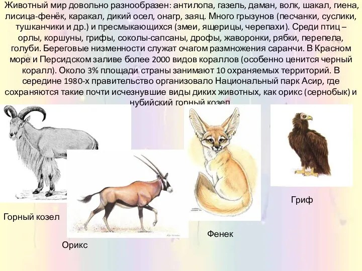 Животный мир довольно разнообразен: антилопа, газель, даман, волк, шакал, гиена, лисица-фенёк,