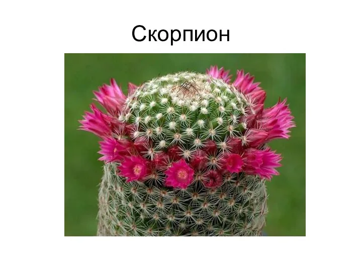 Скорпион