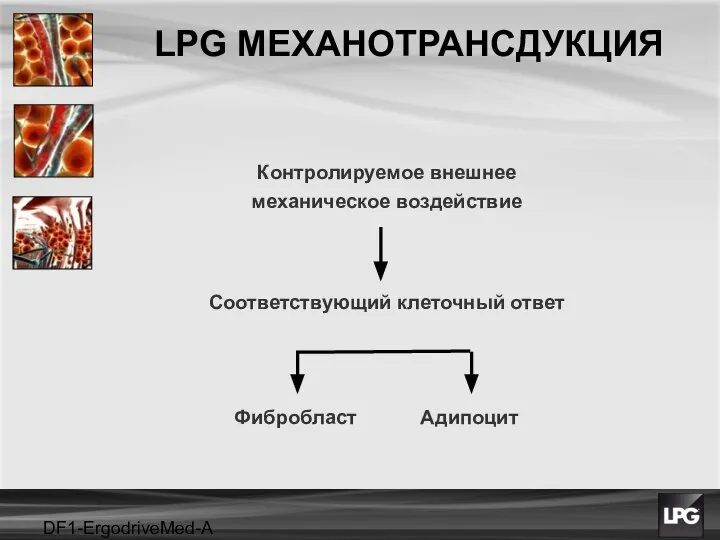 DF1-ErgodriveMed-A projet LPG МЕХАНОТРАНСДУКЦИЯ Контролируемое внешнее механическое воздействие Адипоцит Фибробласт Соответствующий клеточный ответ