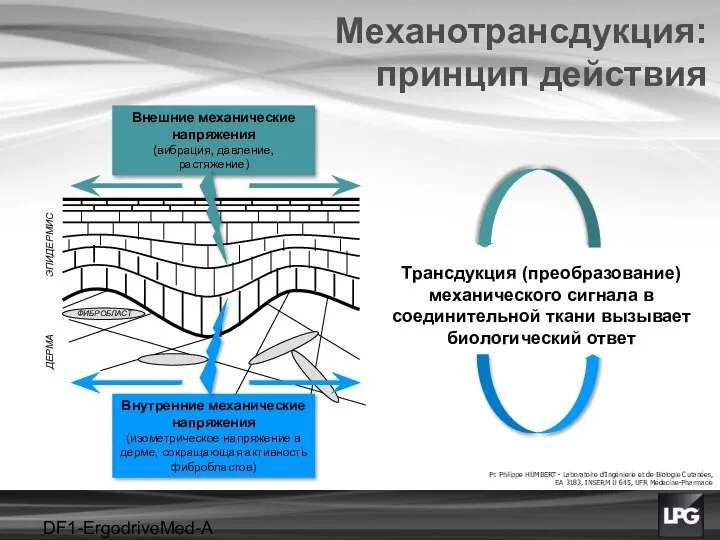 DF1-ErgodriveMed-A projet ЭПИДЕРМИС ДЕРМА ФИБРОБЛАСТ Внешние механические напряжения (вибрация, давление, растяжение)