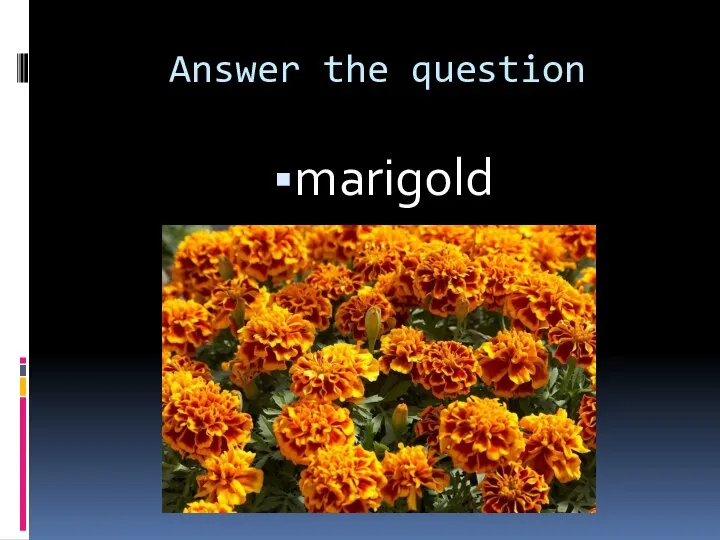 Answer the question marigold