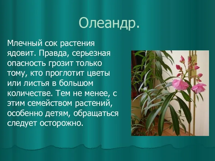 Олеандр. Млечный сок растения ядовит. Правда, серьезная опасность грозит только тому,