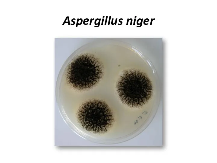 Aspergillus niger