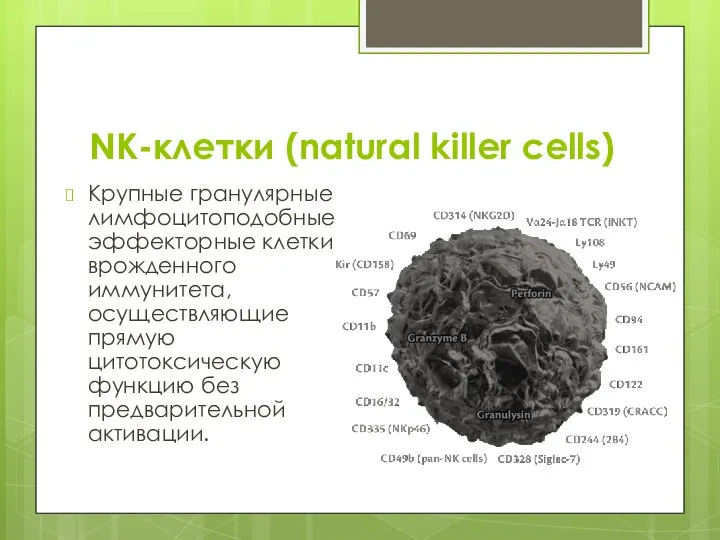 NK-клетки (natural killer cells) Крупные гранулярные лимфоцитоподобные эффекторные клетки врожденного иммунитета,