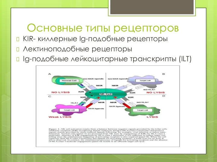 Основные типы рецепторов KIR- киллерные Ig-подобные рецепторы Лектиноподобные рецепторы Ig-подобные лейкоцитарные транскрипты (ILT)