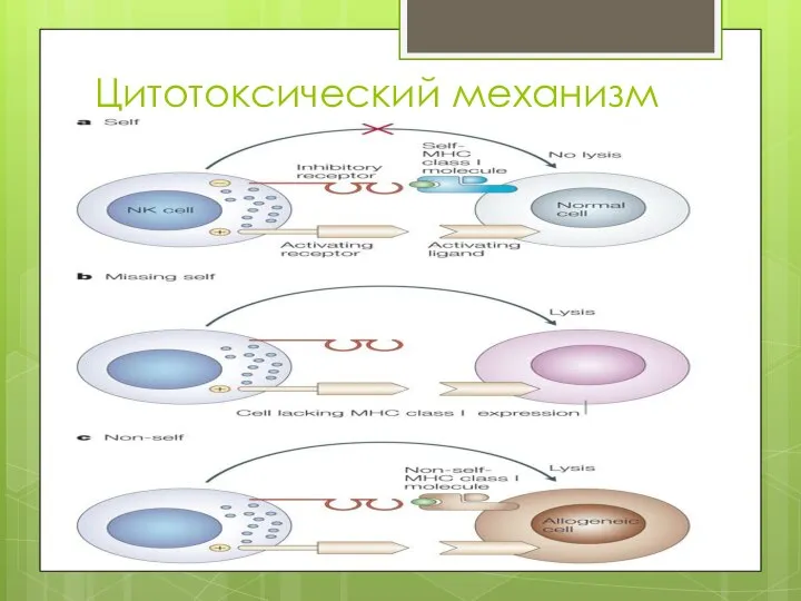 Цитотоксический механизм