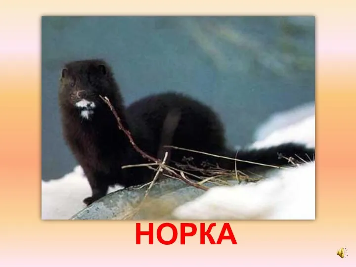 НОРКА