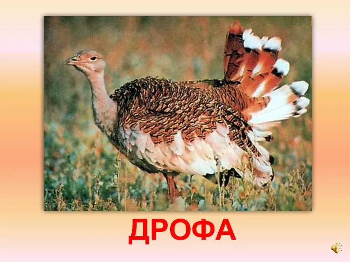 ДРОФА