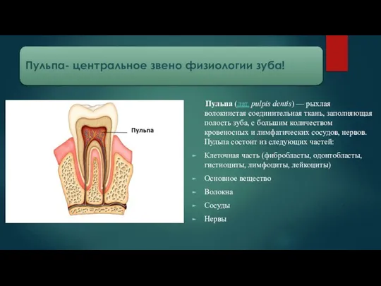 Пульпа (лат. pulpis dentis) — рыхлая волокнистая соединительная ткань, заполняющая полость