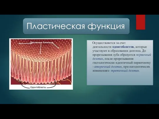 Осуществляется за счет деятельности одонтобластов, которые участвуют в образовании дентина. До