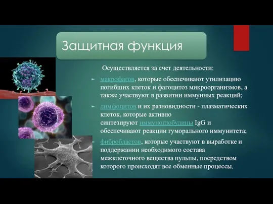 Осуществляется за счет деятельности: макрофагов, которые обеспечивают утилизацию погибших клеток и