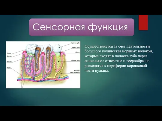 Осуществляется за счет деятельности большого количества нервных волокон, которые входят в