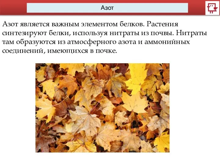 Азот Азот является важным элементом белков. Растения синтезируют белки, используя нитраты