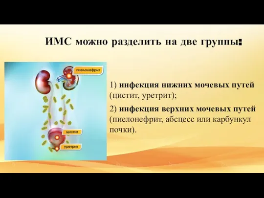 ИМС можно разделить на две группы: 1) инфекция нижних мочевых путей