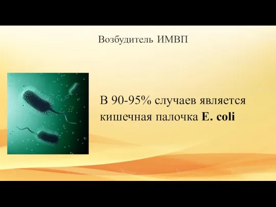 Возбудитель ИМВП В 90-95% случаев является кишечная палочка E. coli