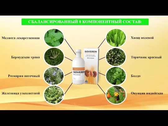 СБАЛАНСИРОВАННЫЙ 8 КОМПОНЕНТНЫЙ СОСТАВ: Торичник красный Болдо Опунция индийская Хвощ полевой