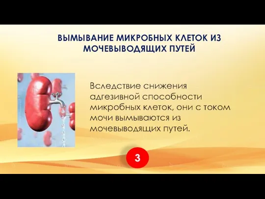 Вследствие снижения адгезивной способности микробных клеток, они с током мочи вымываются