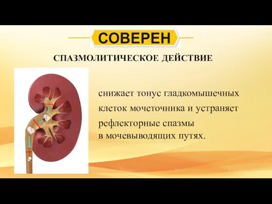 снижает тонус гладкомышечных клеток мочеточника и устраняет рефлекторные спазмы в мочевыводящих путях. СПАЗМОЛИТИЧЕСКОЕ ДЕЙСТВИЕ