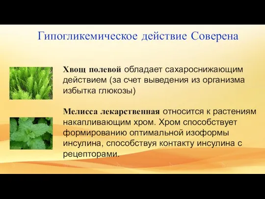 Хвощ полевой обладает сахароснижающим действием (за счет выведения из организма избытка