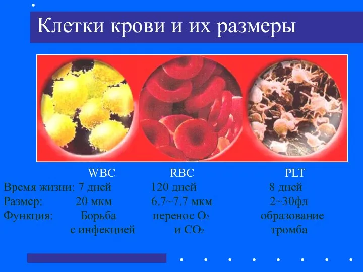 Клетки крови и их размеры WBC RBC PLT Время жизни: 7