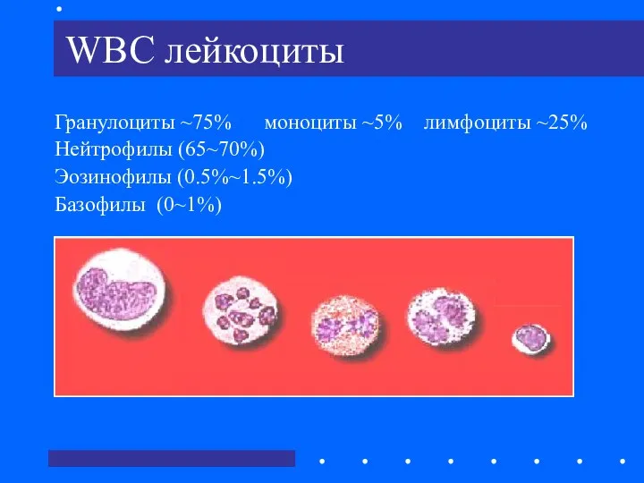 WBC лейкоциты Гранулоциты ~75% моноциты ~5% лимфоциты ~25% Нейтрофилы (65~70%) Эозинофилы (0.5%~1.5%) Базофилы (0~1%)