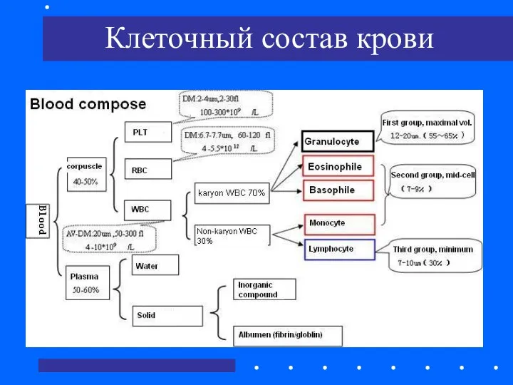 Клеточный состав крови