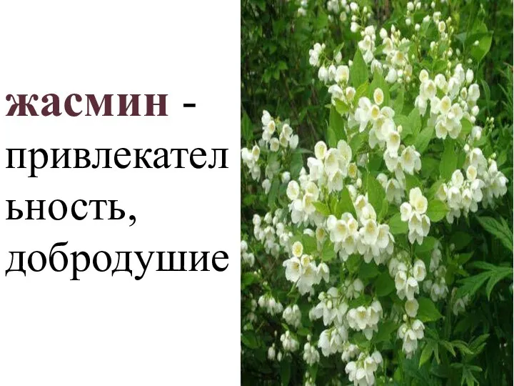 жасмин - привлекательность, добродушие