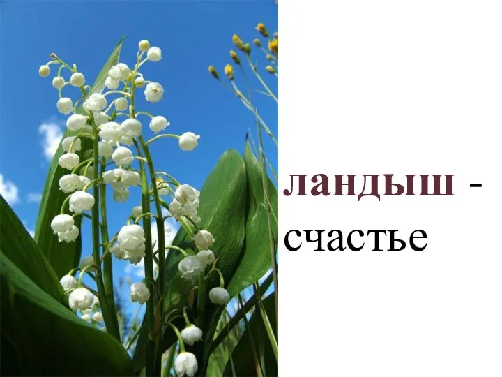 ландыш - счастье