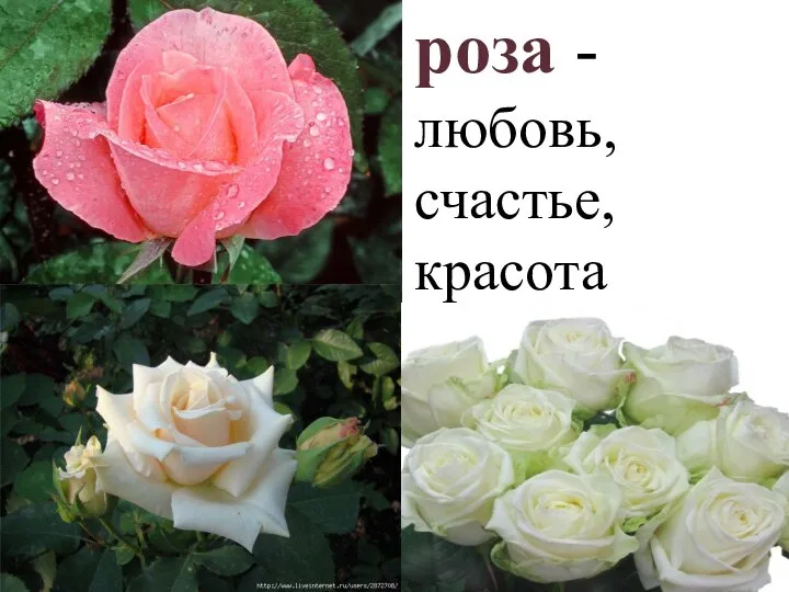 роза - любовь, счастье, красота
