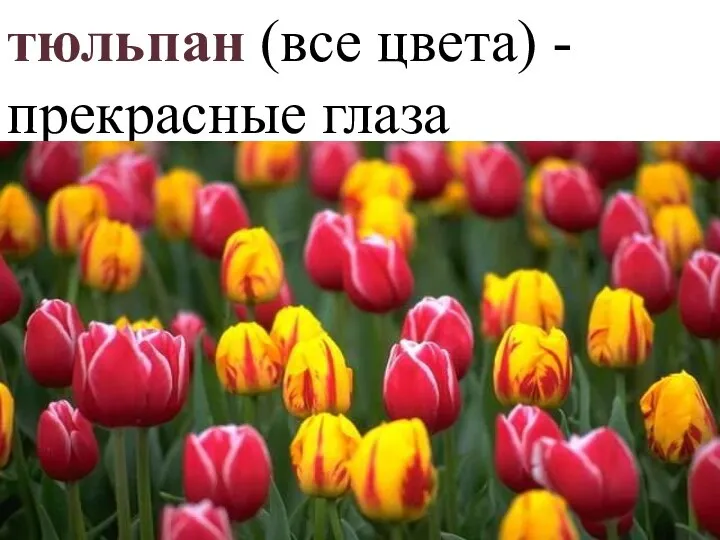 тюльпан (все цвета) - прекрасные глаза