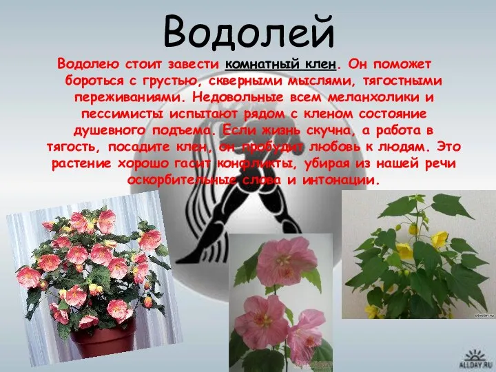 Водолей Водолею стоит завести комнатный клен. Он поможет бороться с грустью,