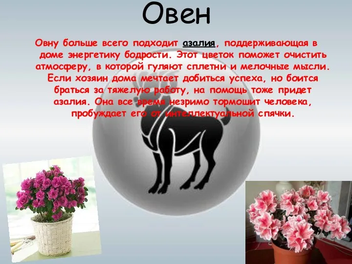 Овен Овну больше всего подходит азалия, поддерживающая в доме энергетику бодрости.