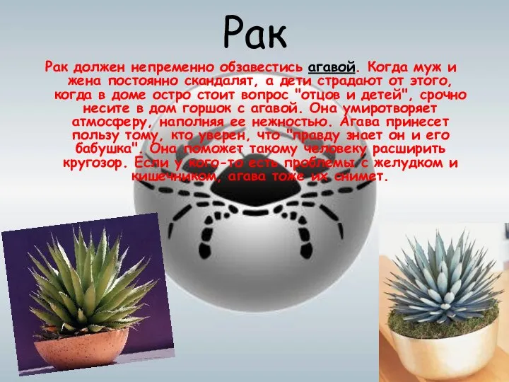 Рак Рак должен непременно обзавестись агавой. Когда муж и жена постоянно