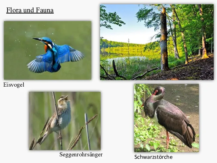 Flora und Fauna Eisvogel Seggenrohrsänger Schwarzstörche